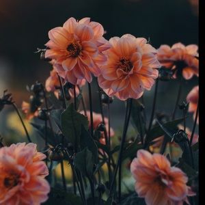 Meet your Posher, Sydney